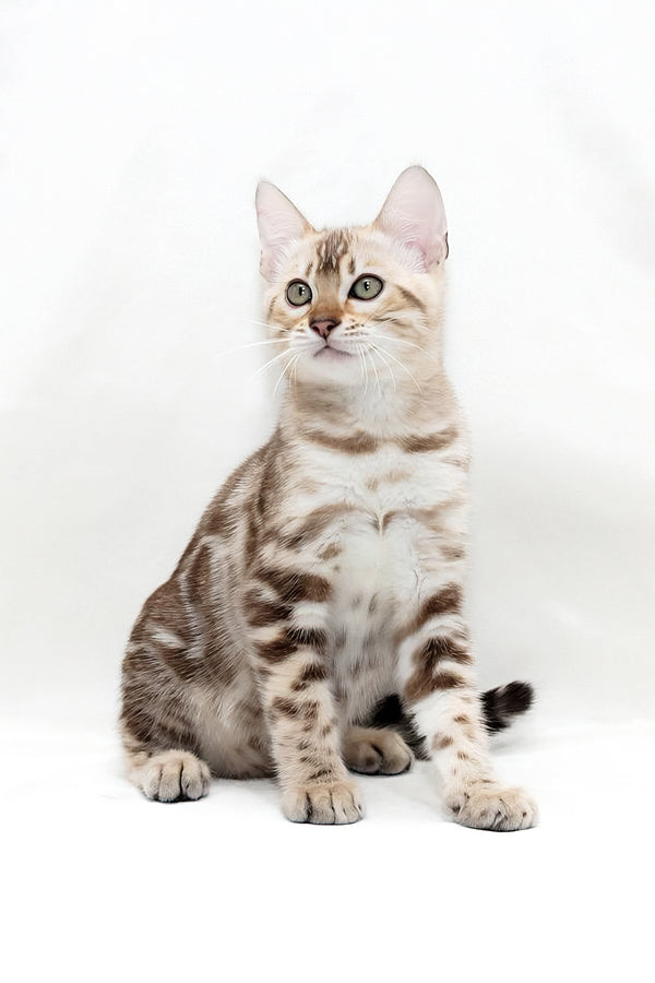 Nicole | Bengal Kitten