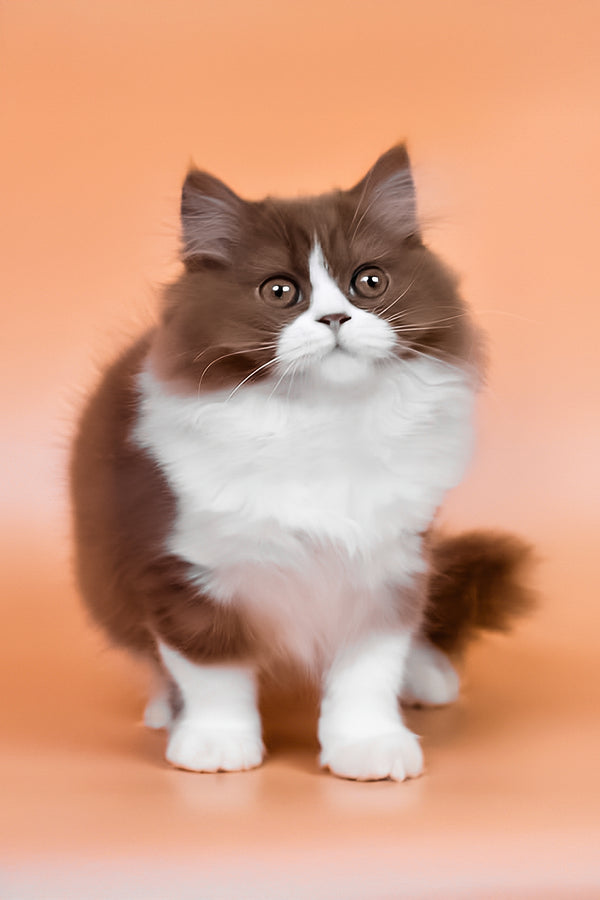 Nika | British Longhair Kitten