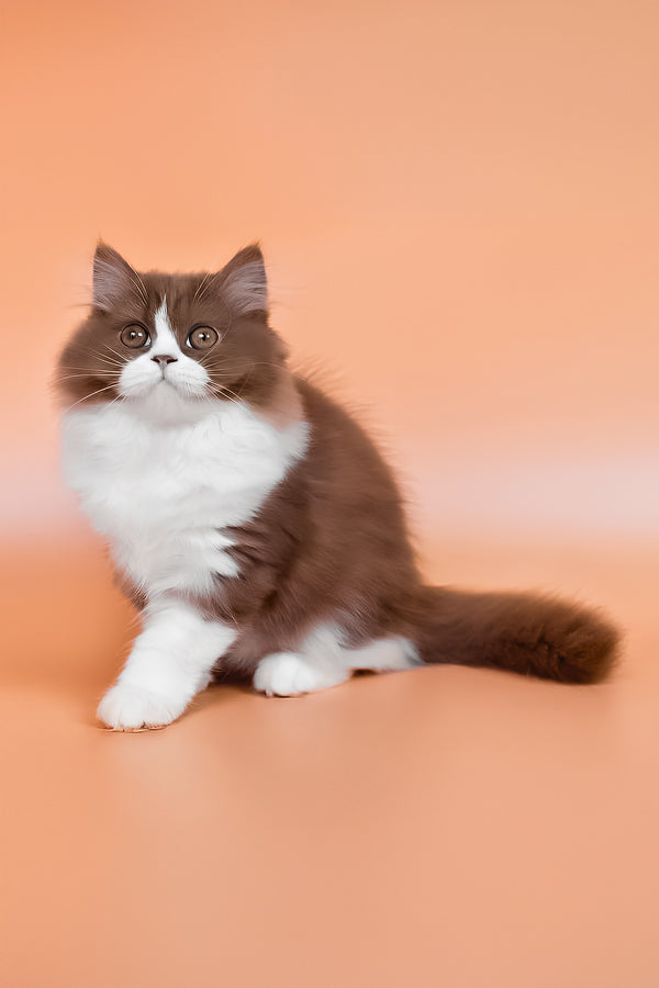 Nika | British Longhair Kitten