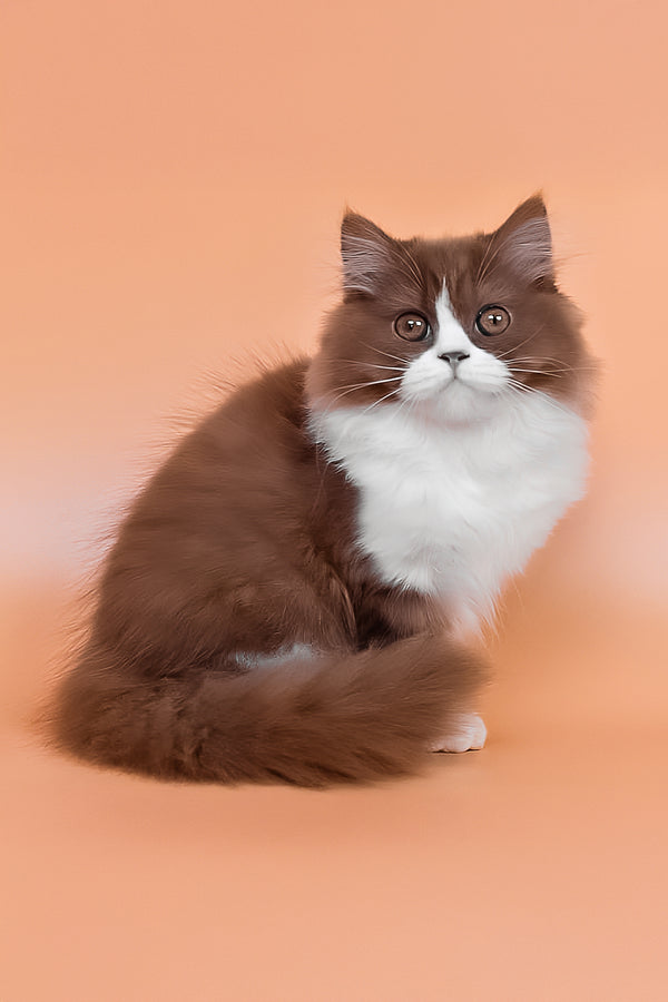 Nika | British Longhair Kitten