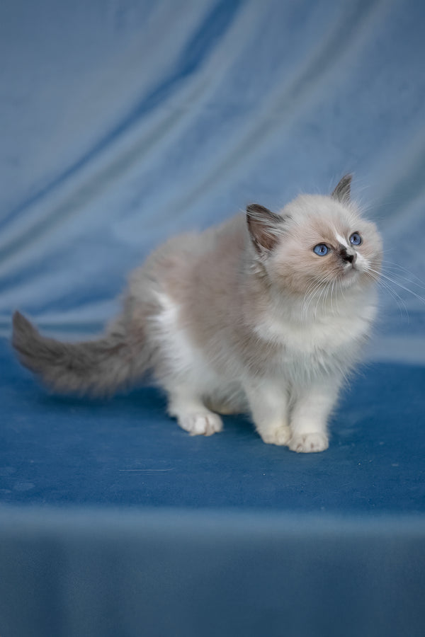 Niko | Ragdoll Kitten