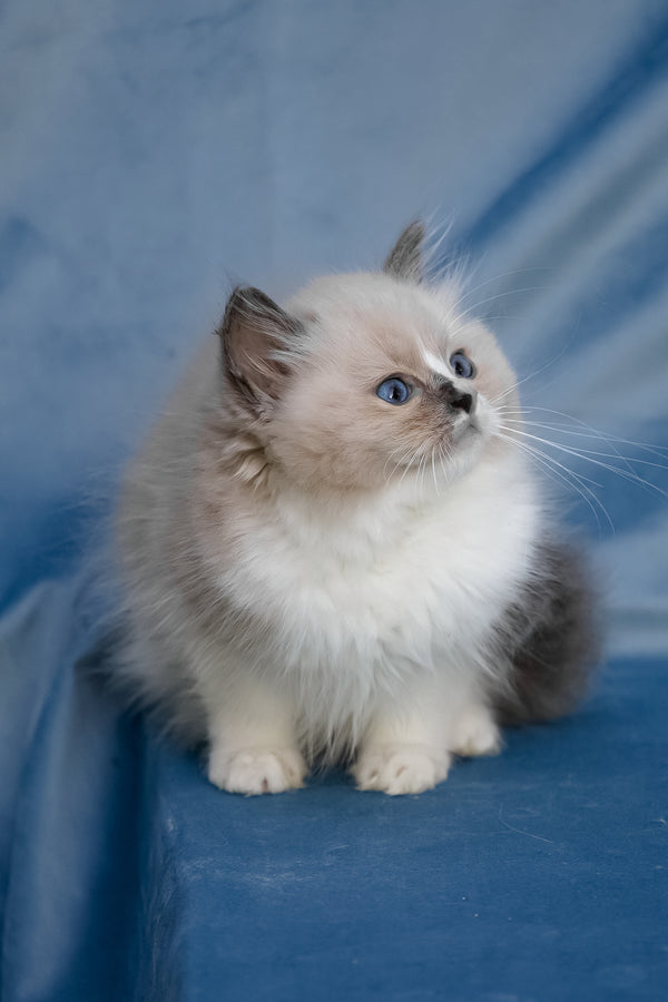 Niko | Ragdoll Kitten