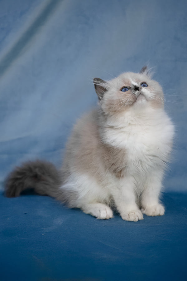 Niko | Ragdoll Kitten