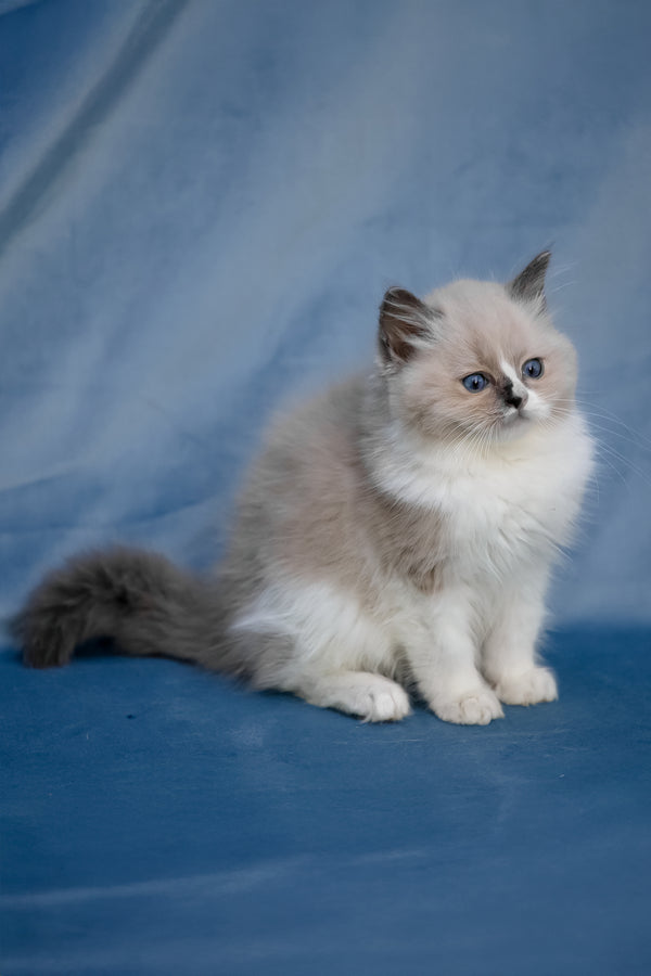 Niko | Ragdoll Kitten