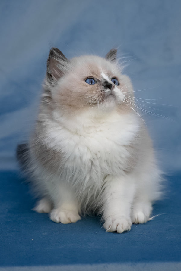 Niko | Ragdoll Kitten
