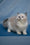 Niko | Ragdoll Kitten
