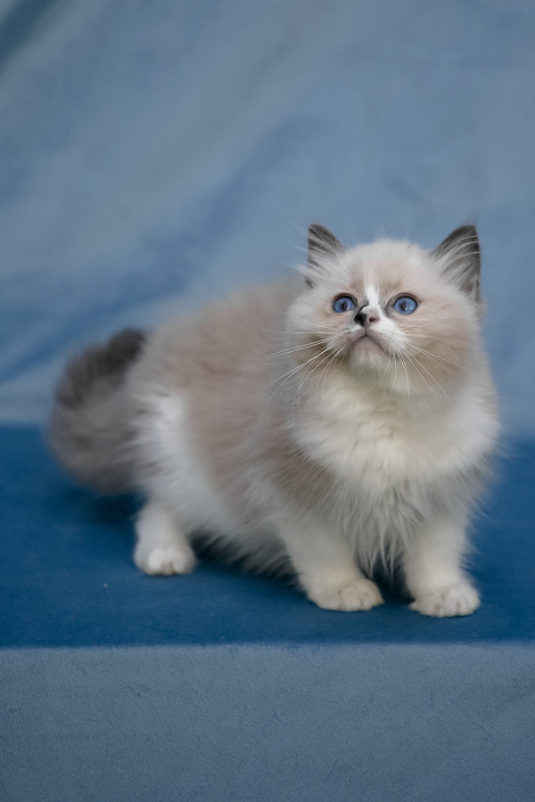 Niko | Ragdoll Kitten