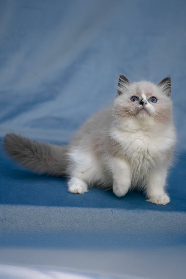Niko | Ragdoll Kitten