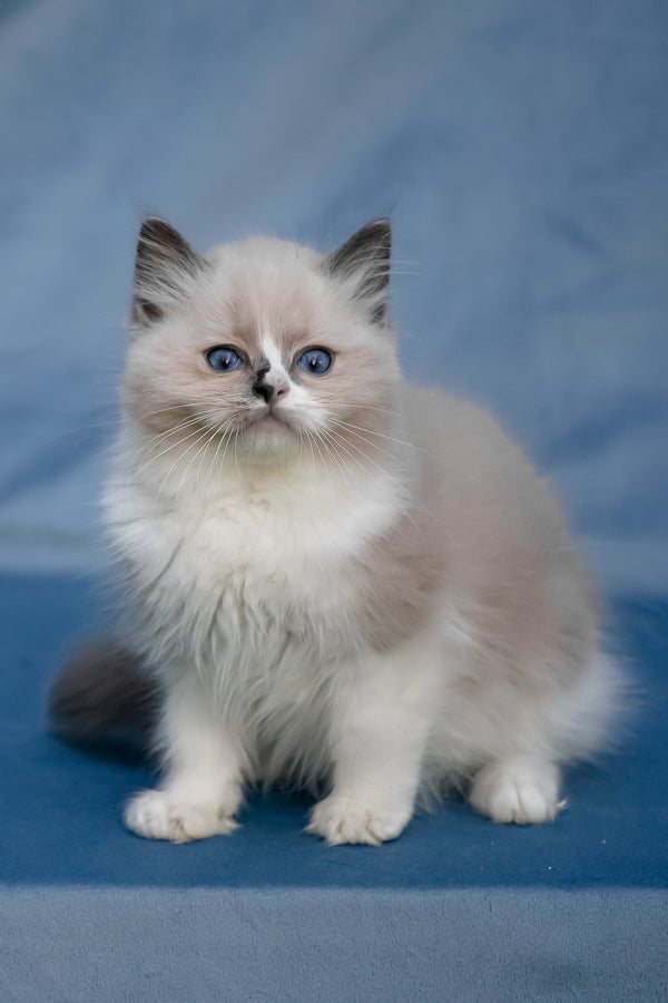Niko | Ragdoll Kitten