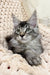 Nord | Maine Coon Kitten