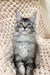 Nord | Maine Coon Kitten