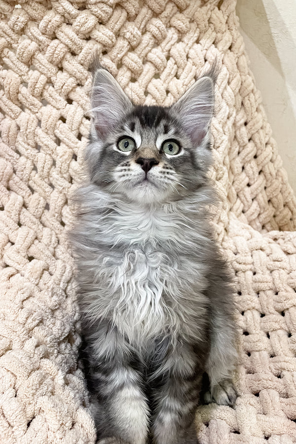 Nord | Maine Coon Kitten