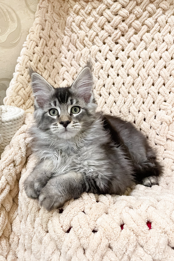 Nord | Maine Coon Kitten