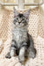 Nord | Maine Coon Kitten