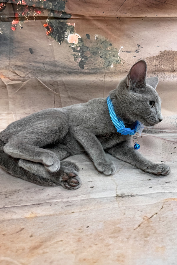 Norro | Russian Blue Kitten