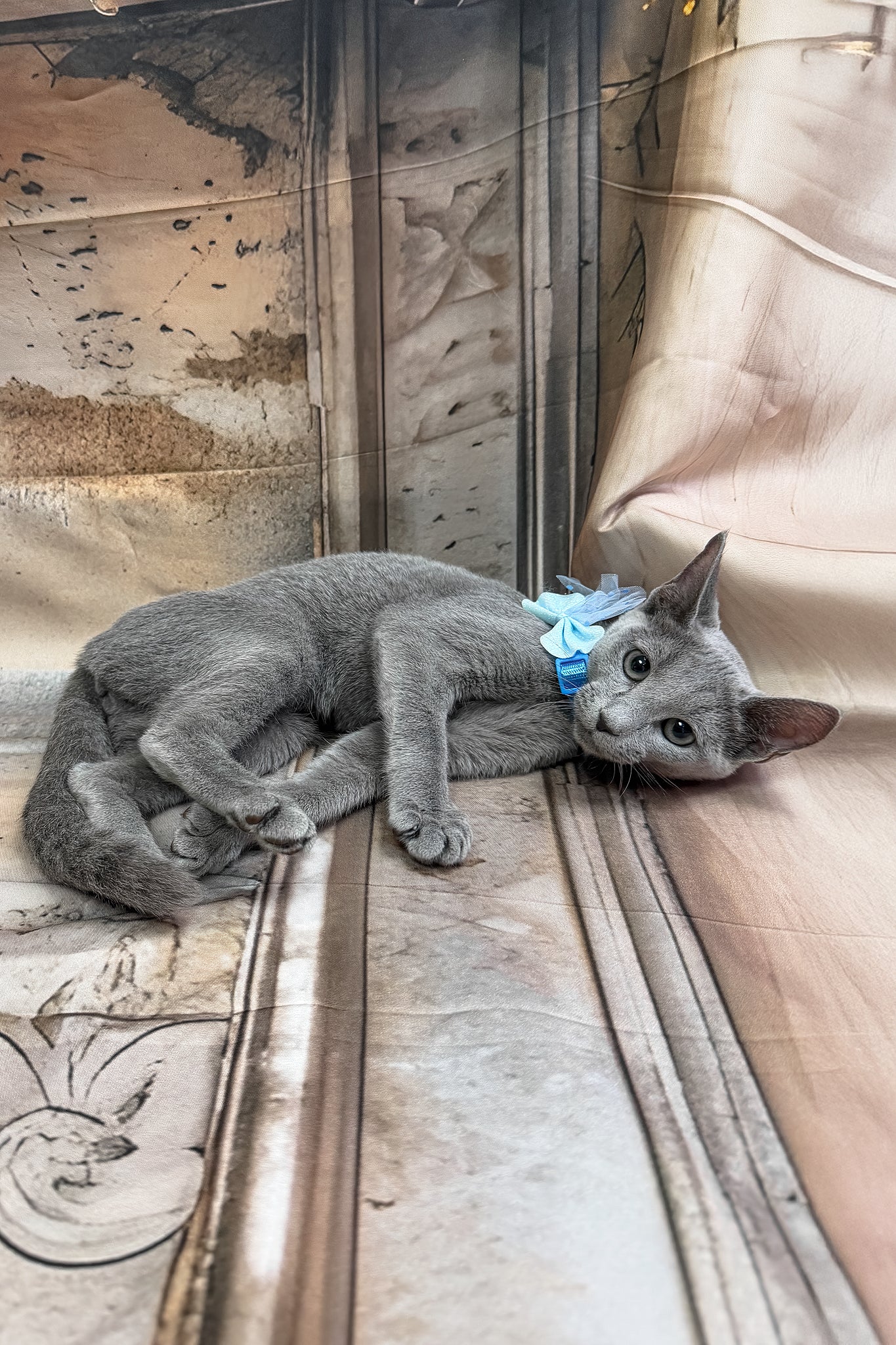Meet Norro: Graceful Russian Blue Kitten