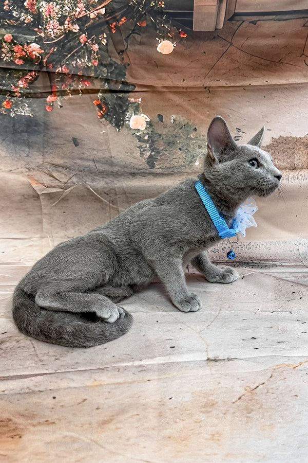 Norro | Russian Blue Kitten