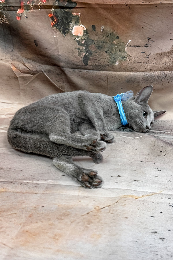 Norro | Russian Blue Kitten