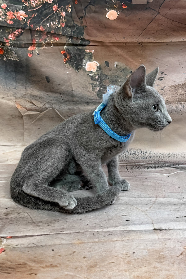 Norro | Russian Blue Kitten