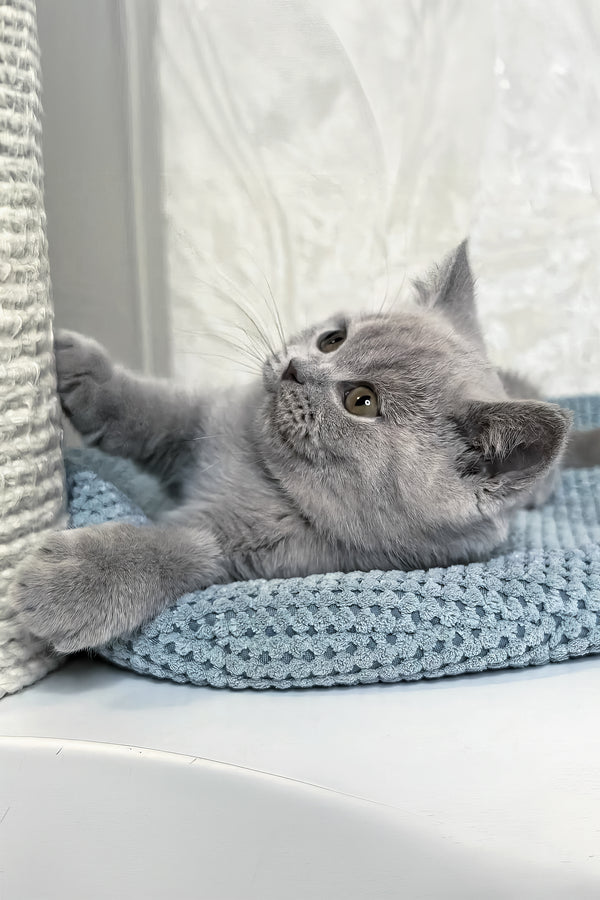 Nuts | British Shorthair Kitten