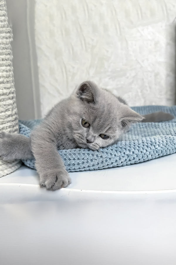 Nuts | British Shorthair Kitten
