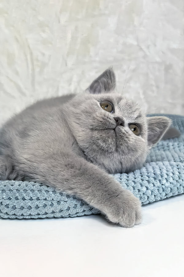 Nuts | British Shorthair Kitten