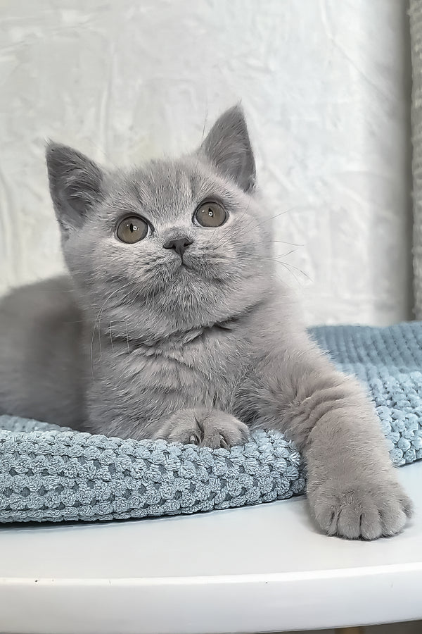 Nuts | British Shorthair Kitten