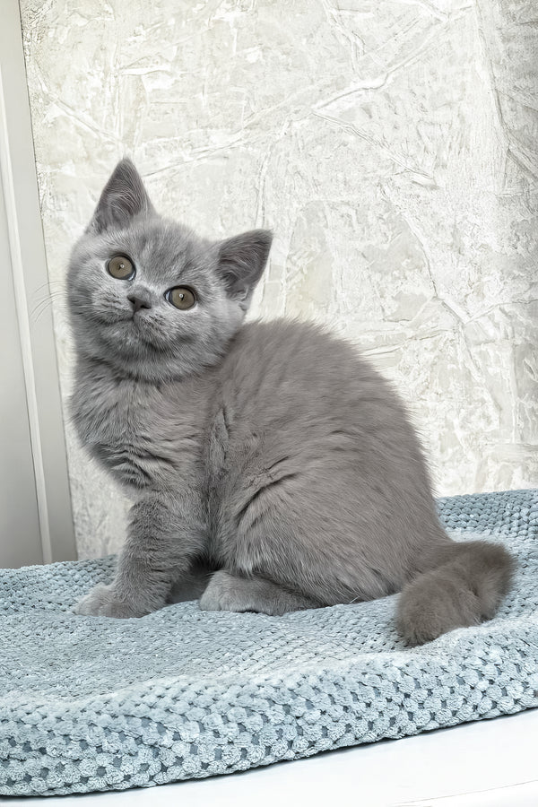 Nuts | British Shorthair Kitten