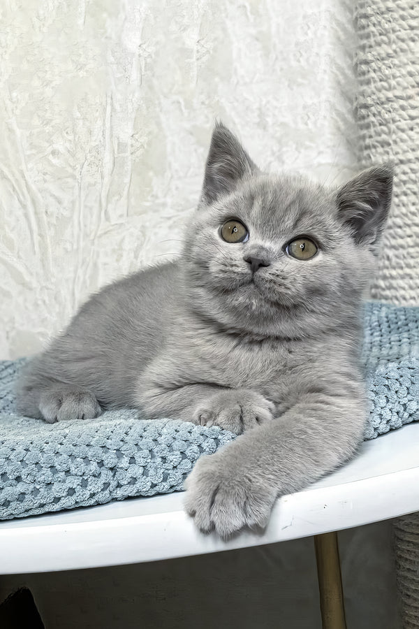 Nuts | British Shorthair Kitten