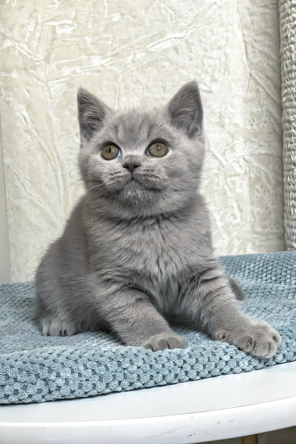 Nuts | British Shorthair Kitten