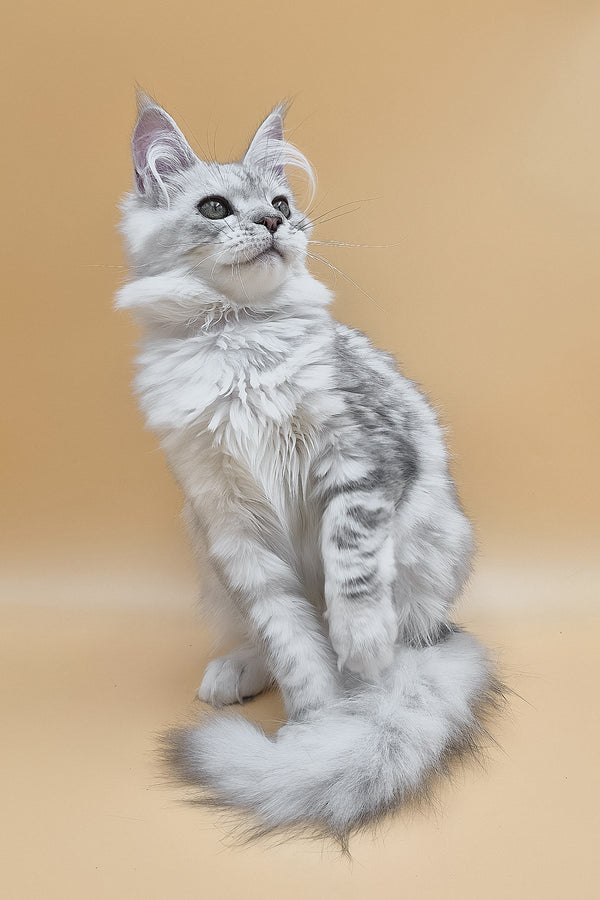 Ody | Maine Coon Kitten