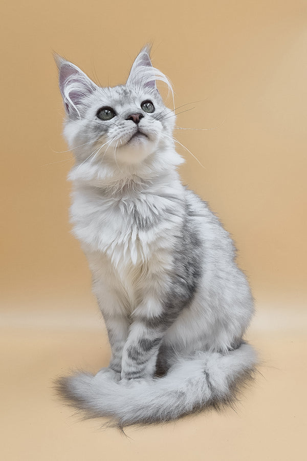 Ody | Maine Coon Kitten