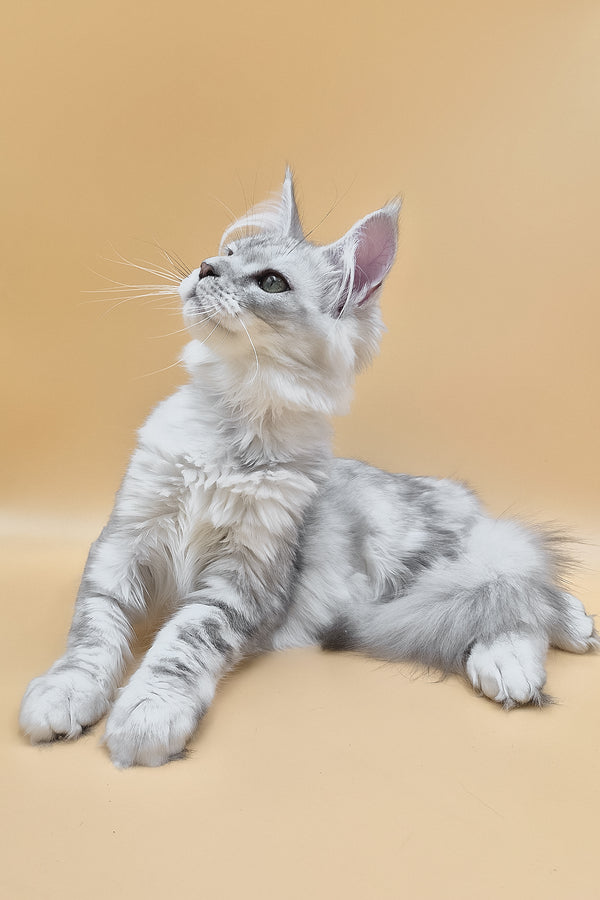 Ody | Maine Coon Kitten
