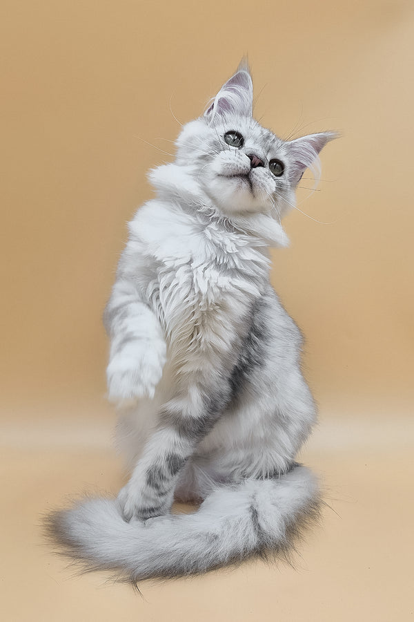 Ody | Maine Coon Kitten