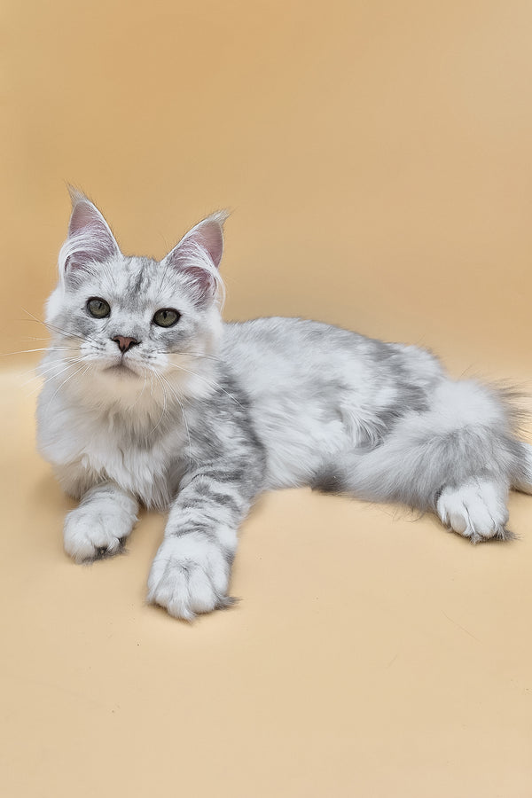 Ody | Maine Coon Kitten