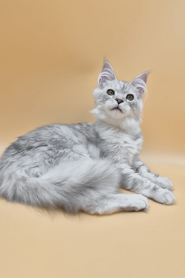 Ody | Maine Coon Kitten