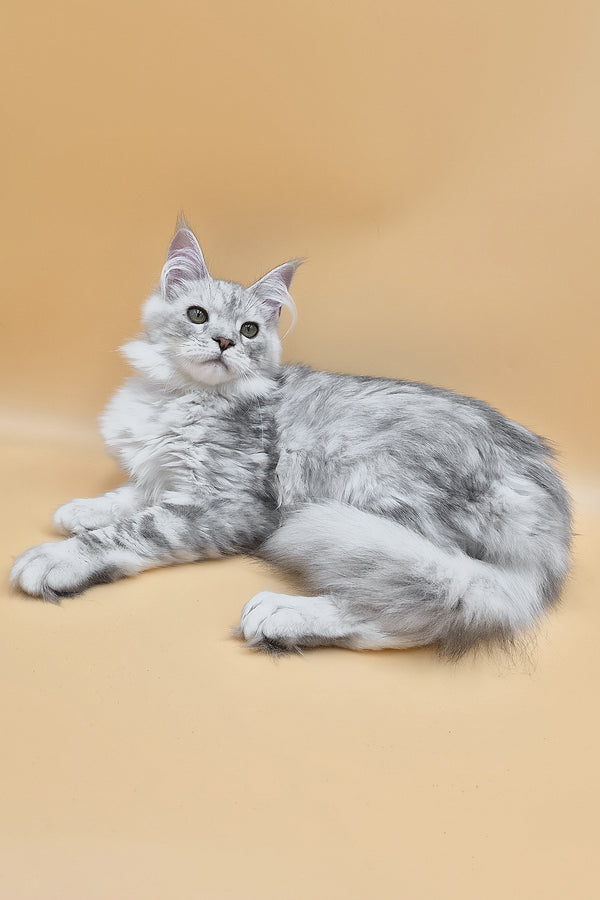 Ody | Maine Coon Kitten