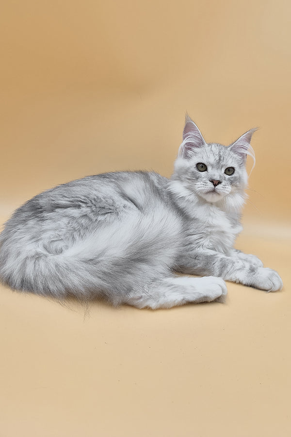 Ody | Maine Coon Kitten