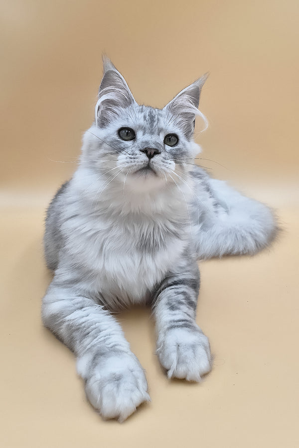 Ody | Maine Coon Kitten