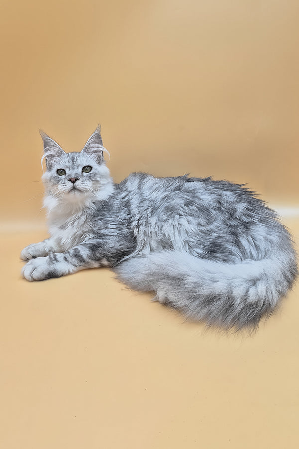 Ody | Maine Coon Kitten