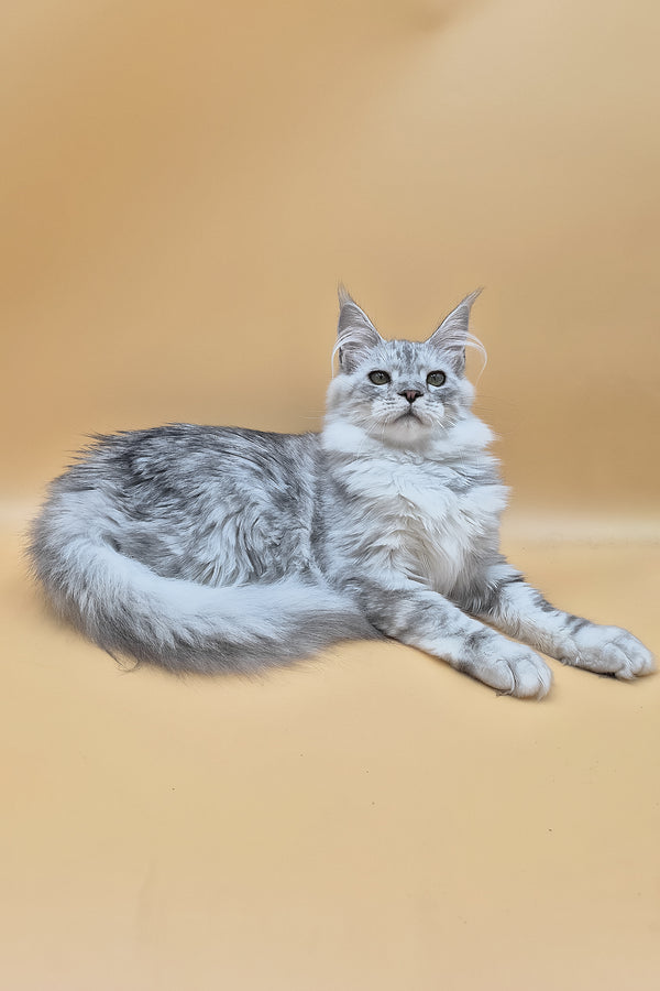 Ody | Maine Coon Kitten