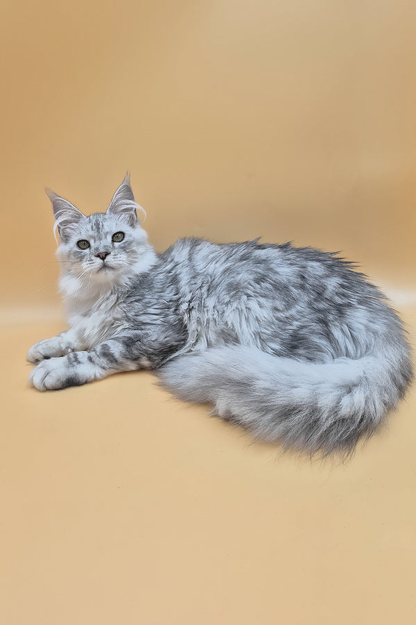 Ody | Maine Coon Kitten