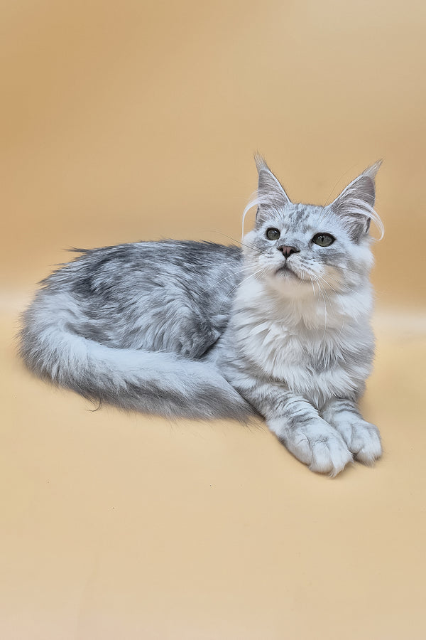 Ody | Maine Coon Kitten