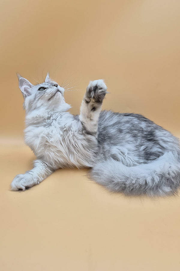 Ody | Maine Coon Kitten