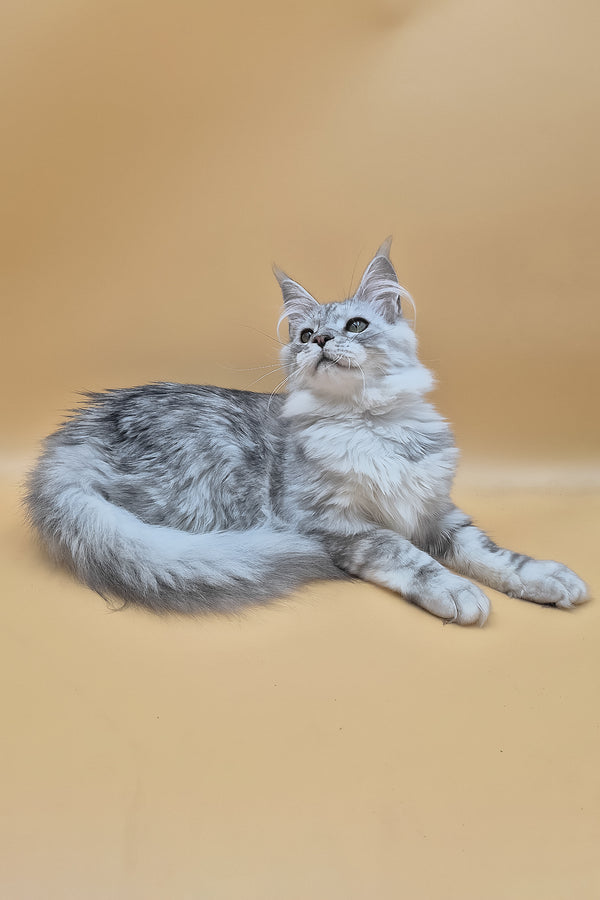 Ody | Maine Coon Kitten