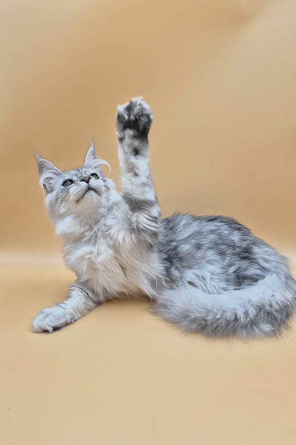 Ody | Maine Coon Kitten