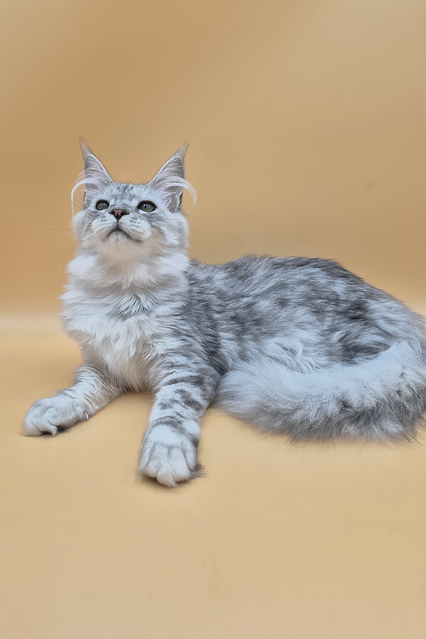 Ody | Maine Coon Kitten