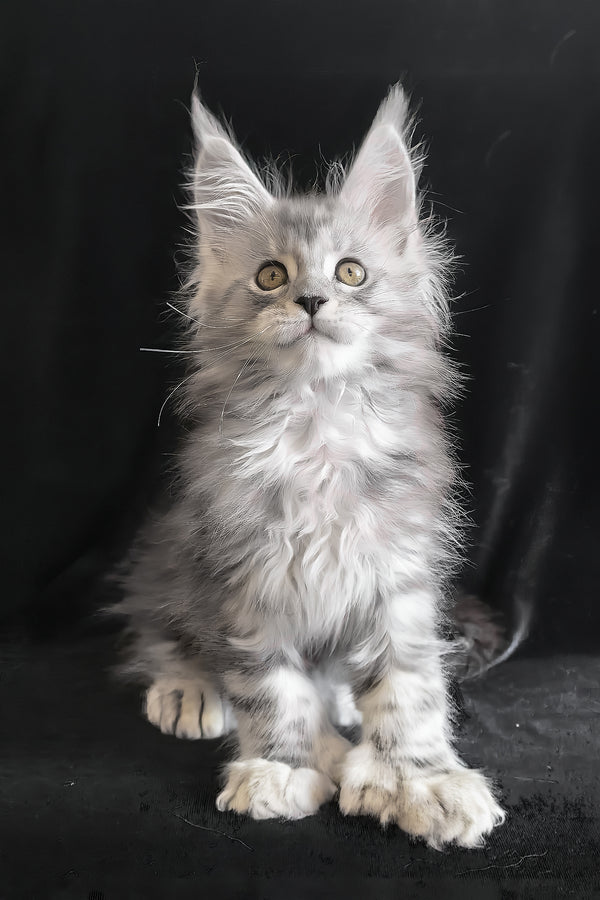 Olga | Polydactyl Maine Coon Kitten