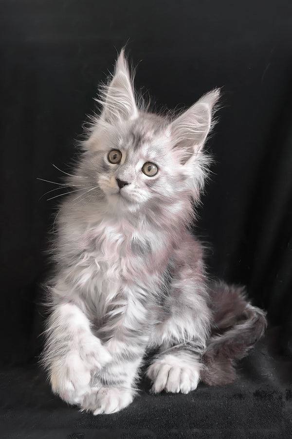 Olga | Polydactyl Maine Coon Kitten