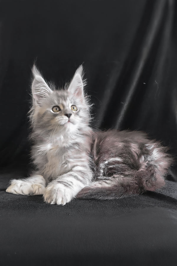 Olga | Polydactyl Maine Coon Kitten